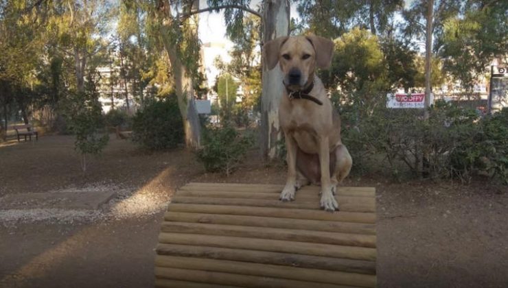 Üçüncü köpek parkı bugün Pire belediyesi tarafından açıldı