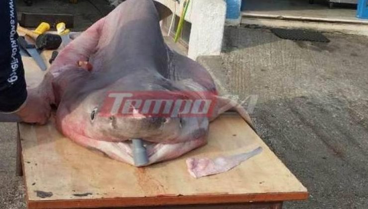 Yunanistan’da balık tutmaya gittiler ve üç metrelik bir köpekbalığı yakaladılar
