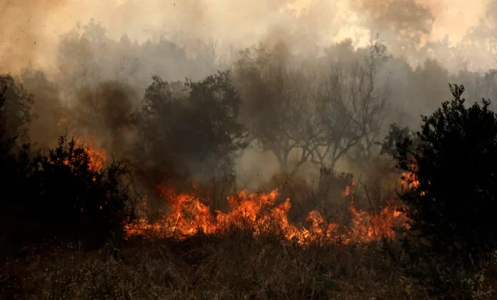 Evia’da Orman Yangını Başladı