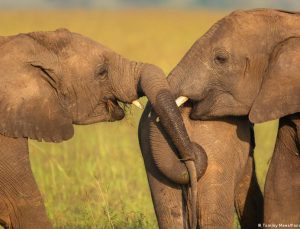 Botsvana Almanya’yı 20 bin fil göndermekle tehdit etti