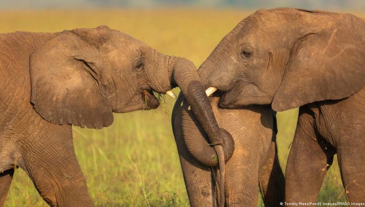 Botsvana Almanya’yı 20 bin fil göndermekle tehdit etti