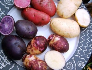 Mor patates nasıl yenir, yararları nelerdir?