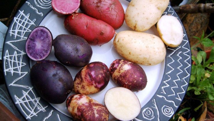 Mor patates nasıl yenir, yararları nelerdir?