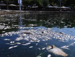 Volos Ölü Balıklar Sahile Vurdu