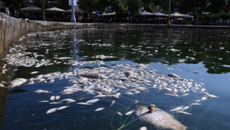 Volos Ölü Balıklar Sahile Vurdu