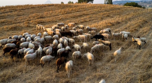 Yunanistan’da Hayvancılık Sektörü Alarm Durumunda