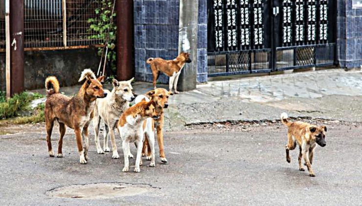 Kavala: Sahipsiz bir köpeğin saldırısına uğrayan bir vatandaşa 2.500 euro tazminat