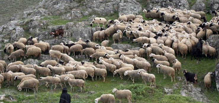 Orestiada: Çiftçilerin 6/12’de koyun çiçeği için protestosu