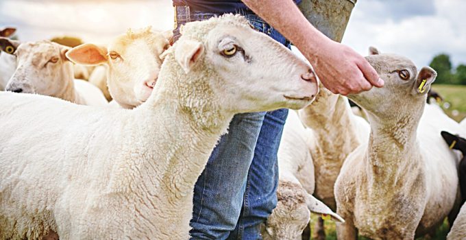 Doğu Makedonya ve Trakya Tarım Üreticileri Dernekleri: Hayvan hastalıklarından etkilenen bölgelerdeki çiftçiler kötü bir ekonomik ve psikolojik durumda