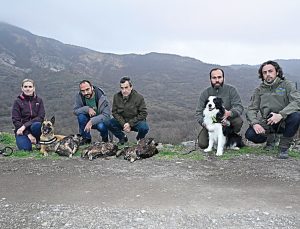 İskeçe’de Kaya Kartallarına Yönelik Yaban Hayatı Katliamı