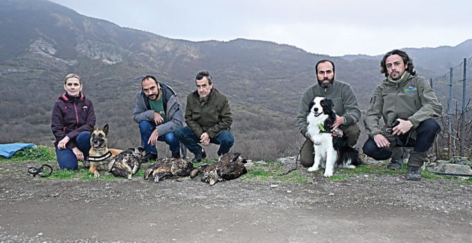 İskeçe’de Kaya Kartallarına Yönelik Yaban Hayatı Katliamı