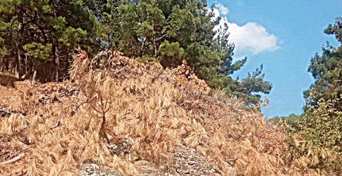 Gümülcine Belediyesi: Köy Yakınlarında Yangın Güvenliği İçin Doğrudan Teminle Teknik Rapor ve Şerit Çalışması