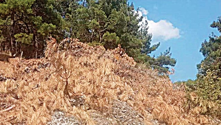 Gümülcine Belediyesi: Köy Yakınlarında Yangın Güvenliği İçin Doğrudan Teminle Teknik Rapor ve Şerit Çalışması